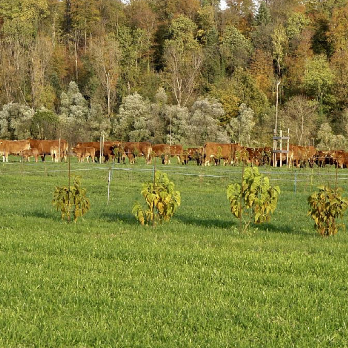 Futterhecken – Mehrwert für Tier, Betrieb und Biodiversität