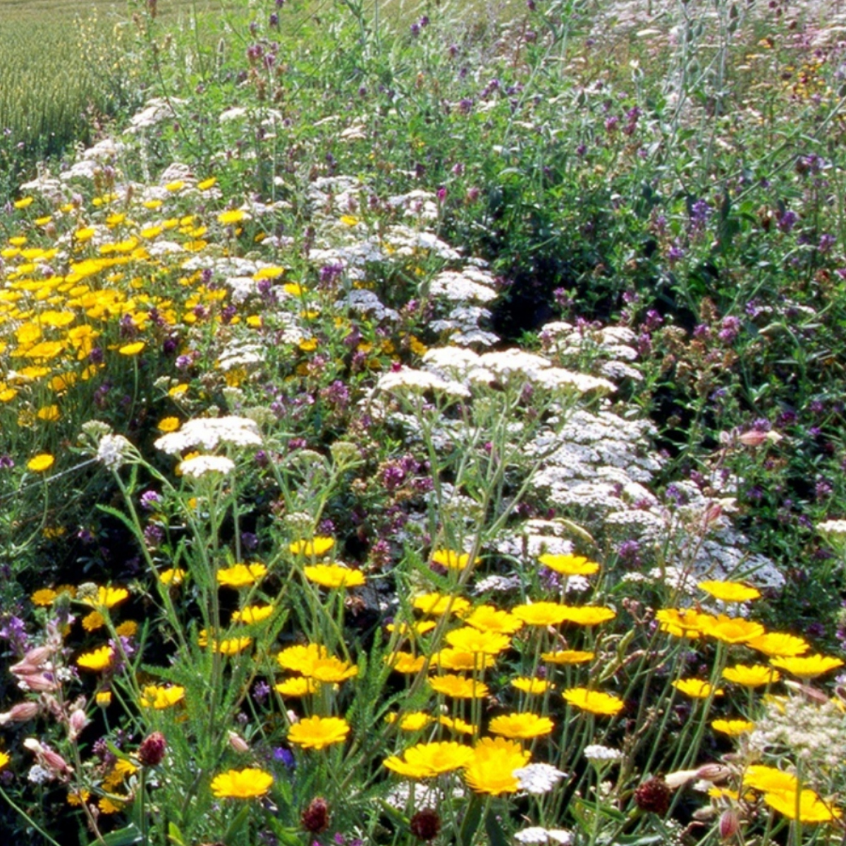 Führung Schaugarten Biodiversität