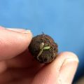 Workshop Seedballs