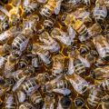 Zukunft der Bienenhaltung in der Schweiz: Podiumsgespräch