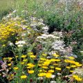 Führung Schaugarten Biodiversität